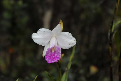 Arundina graminifolia, photographed by leahmv
