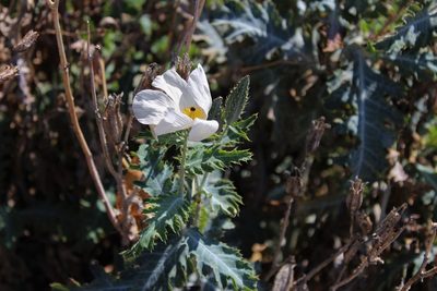 Argemone glauca, photographed by leahmv