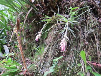 Tillandsia stricta, photographed by Victor Farjalla Pontes