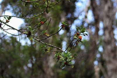 Coprosma ochracea, photographed by leahmv