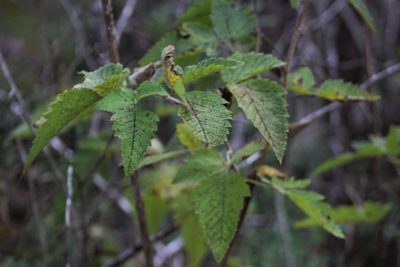 Rubus hawaiensis, photographed by leahmv