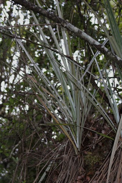 Astelia menziesiana, photographed by leahmv