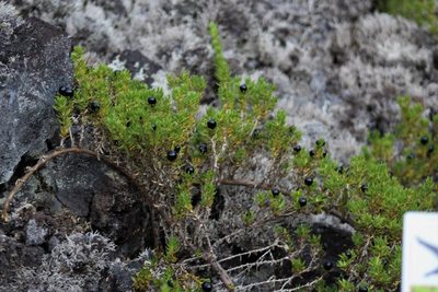 Coprosma ernodeoides, photographed by leahmv