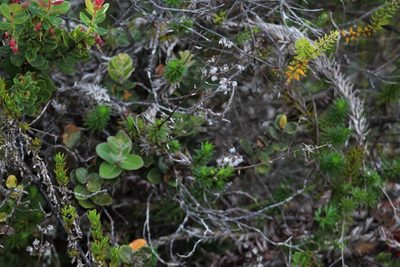 Dubautia scabra, photographed by leahmv