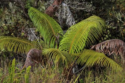 Sadleria cyatheoides, photographed by leahmv