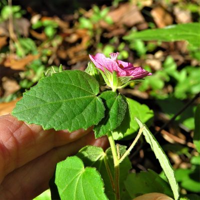 Pavonia lasiopetala