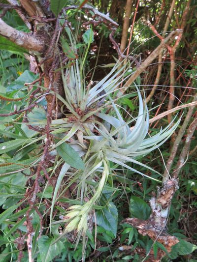Tillandsia gardneri, photographed by Victor Farjalla Pontes