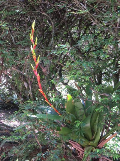 Vriesea friburgensis, photographed by Victor Farjalla Pontes