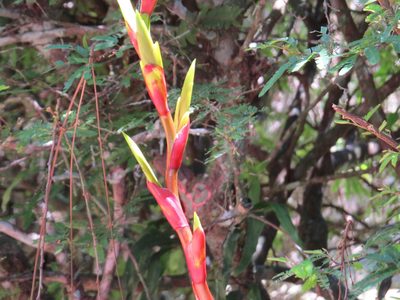 Vriesea friburgensis, photographed by Victor Farjalla Pontes