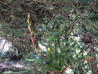 Vriesea friburgensis, photographed by Victor Farjalla Pontes