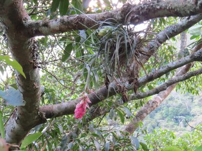 Tillandsia stricta, photographed by Victor Farjalla Pontes