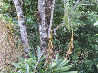 Vriesea bituminosa, photographed by Victor Farjalla Pontes
