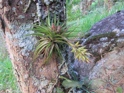 Tillandsia geminiflora, photographed by Victor Farjalla Pontes