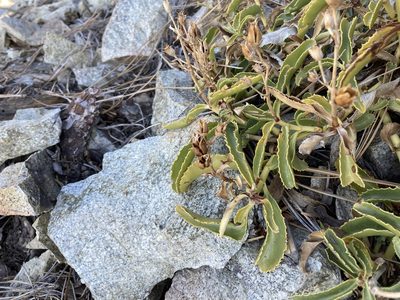 Penstemon grinnellii, photographed by Caleb Catto
