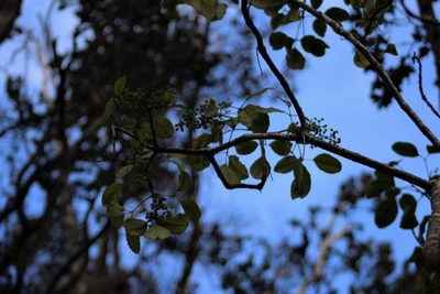 Cheirodendron trigynum, photographed by leahmv