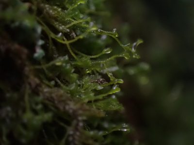 Bazzania denudata, photographed by Randal
