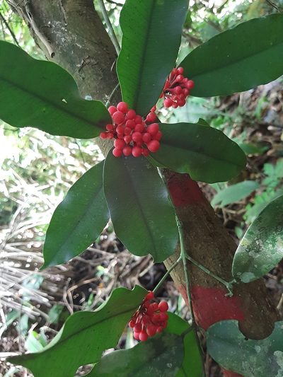 Symphonia globulifera, photographed by alex2281