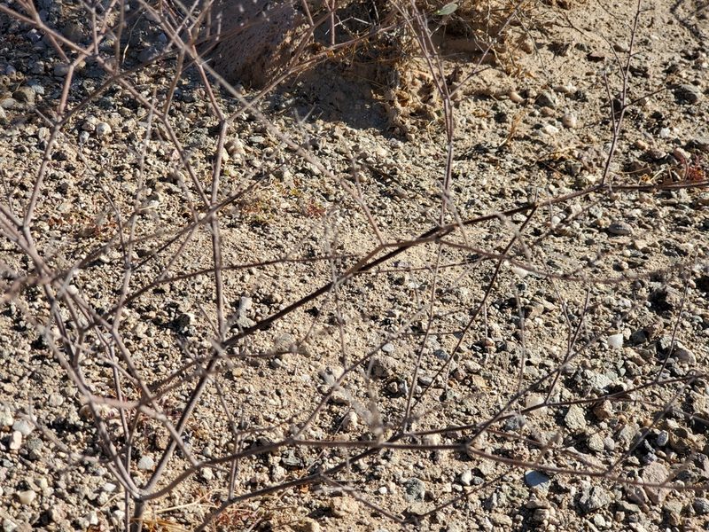 Eriogonum deflexum, photographed by Bob Miller