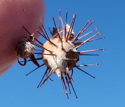 Krameria bicolor, photographed by Bob Miller