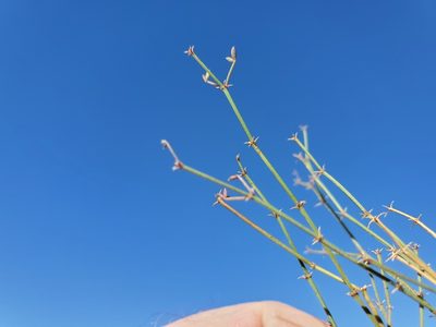 Zygophyllum laeve, photographed by Bob Miller