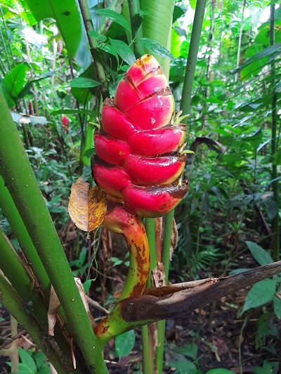 Heliconia imbricata, photographed by alex2281