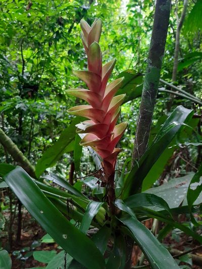 Tillandsia heliconioides, photographed by alex2281