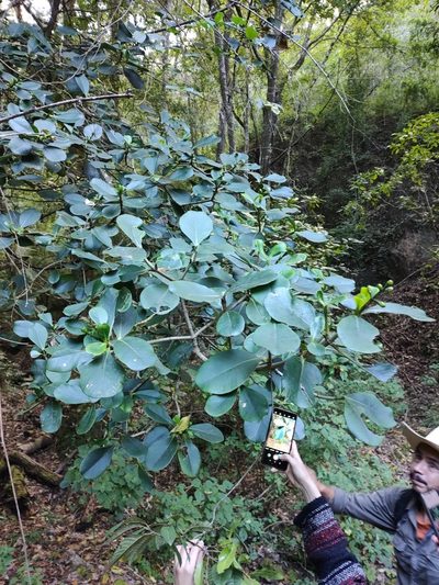 Clusia salvinii, photographed by Abraham Sánchez Romero