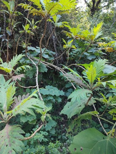 Bocconia arborea, photographed by Abraham Sánchez Romero