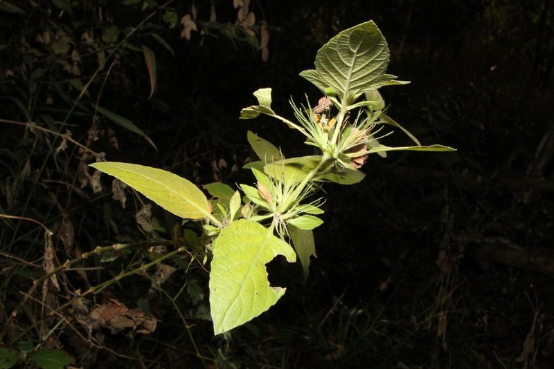 Ruellia drummondiana, photographed by Reid Hardin
