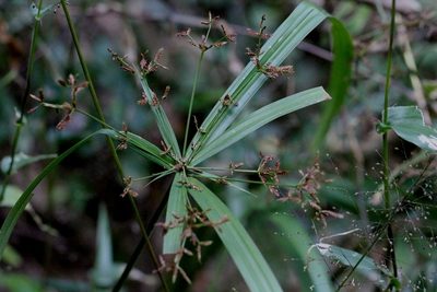 Cyperus diffusus, photographed by Agnes Trekker