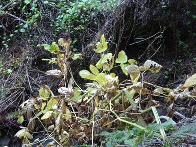 Aralia californica, photographed by Thomas Koffel