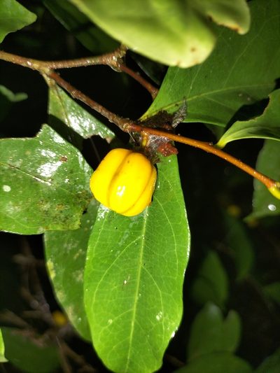 Dichapetalum papuanum, photographed by Matthew Borella