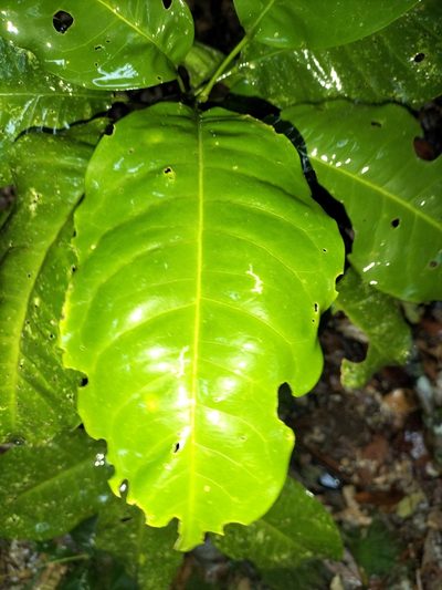 Acronychia acidula, photographed by Matthew Borella