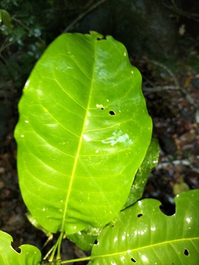 Acronychia acidula, photographed by Matthew Borella