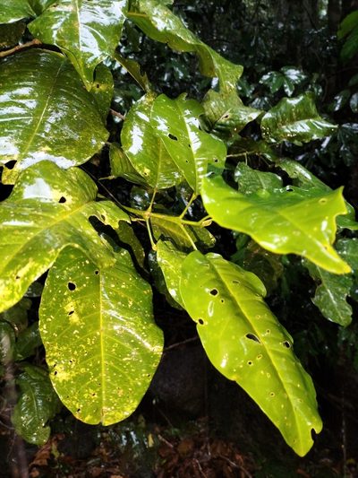 Acronychia acidula, photographed by Matthew Borella