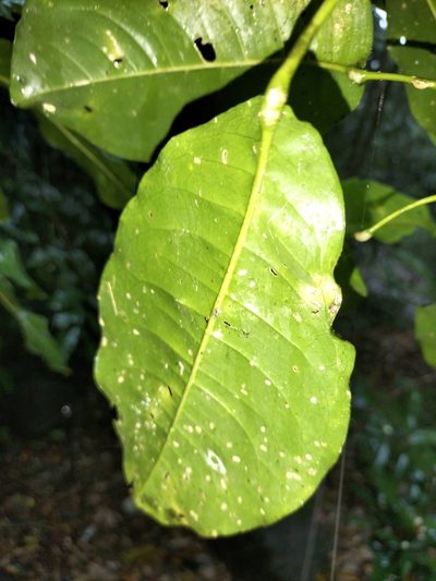 Acronychia acidula, photographed by Matthew Borella