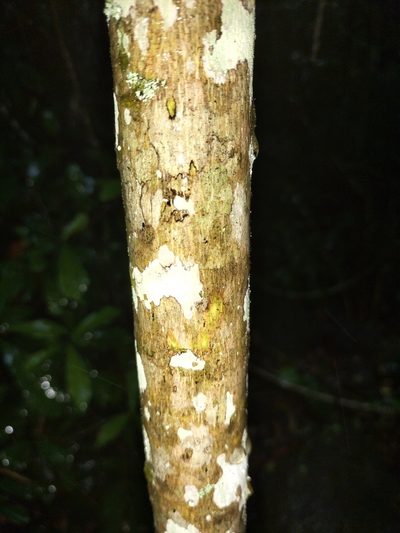 Acronychia acidula, photographed by Matthew Borella