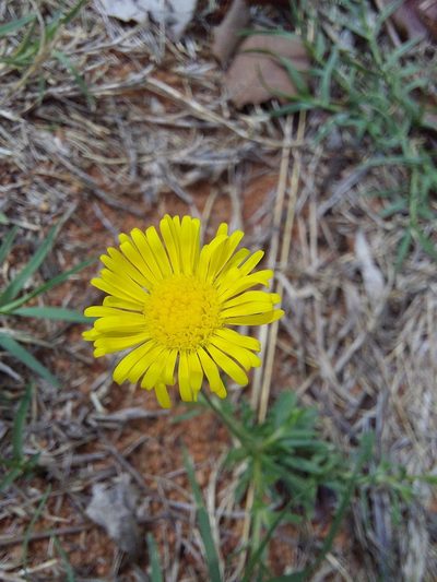 Felicia mossamedensis, photographed by Manuel R Popp