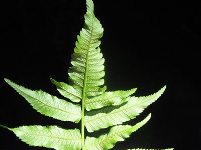 Diplazium esculentum, photographed by Lsf