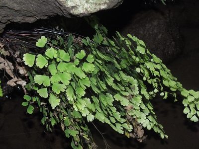 Adiantum raddianum, photographed by Lsf
