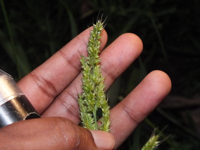 Echinochloa crus-galli, photographed by Lsf