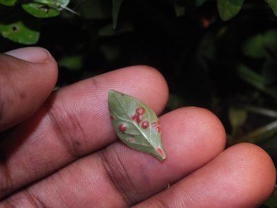 Lindernia rotundifolia, photographed by Lsf