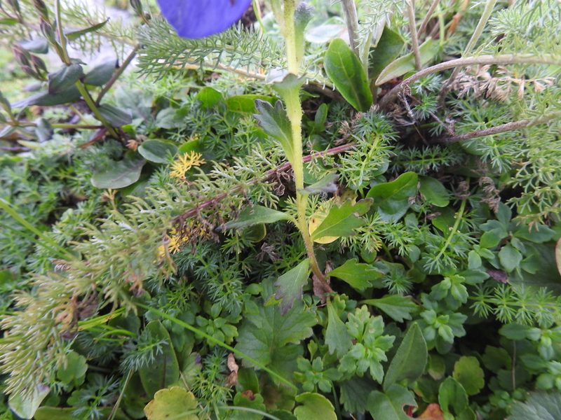Cyananthus lobatus, photographed by Hopeland