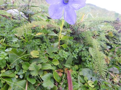 Cyananthus lobatus, photographed by Hopeland