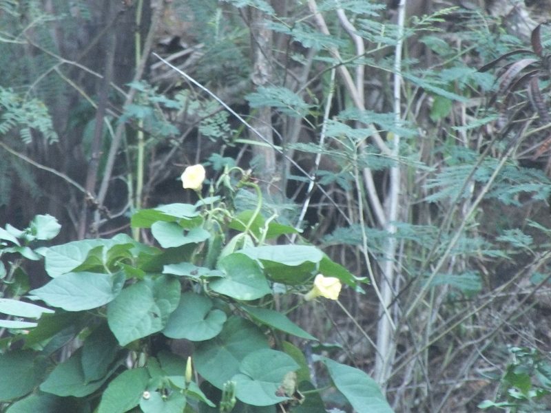 Ipomoea ochracea, photographed by Lsf