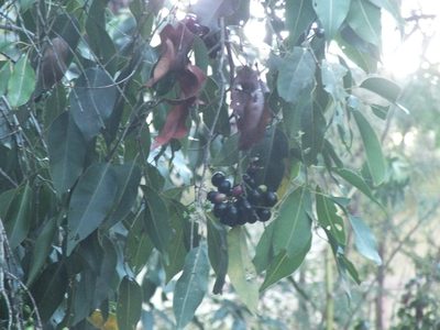 Syzygium cumini, photographed by Lsf