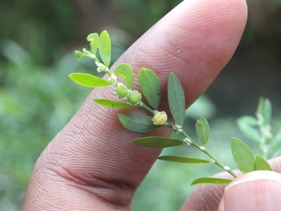 Phyllanthus debilis, photographed by Lsf