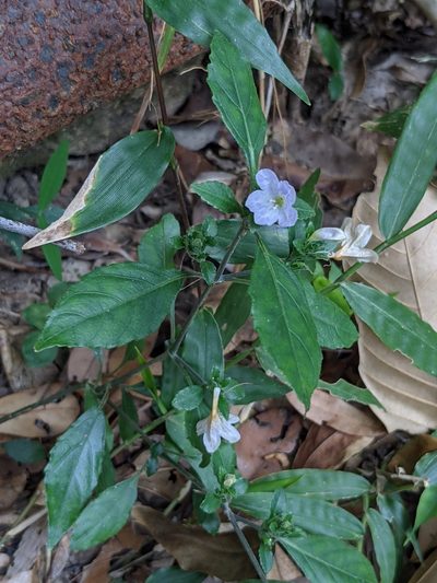 Strobilanthes tetrasperma, photographed by portioid