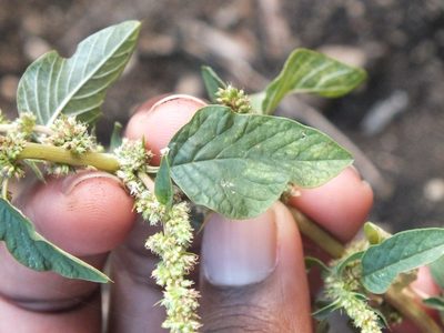 Amaranthus spinosus, photographed by Lsf