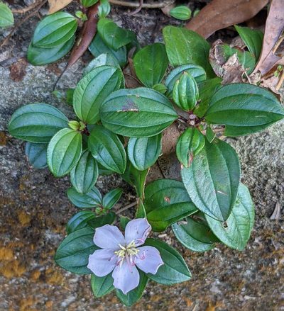 Melastoma dodecandrum, photographed by portioid